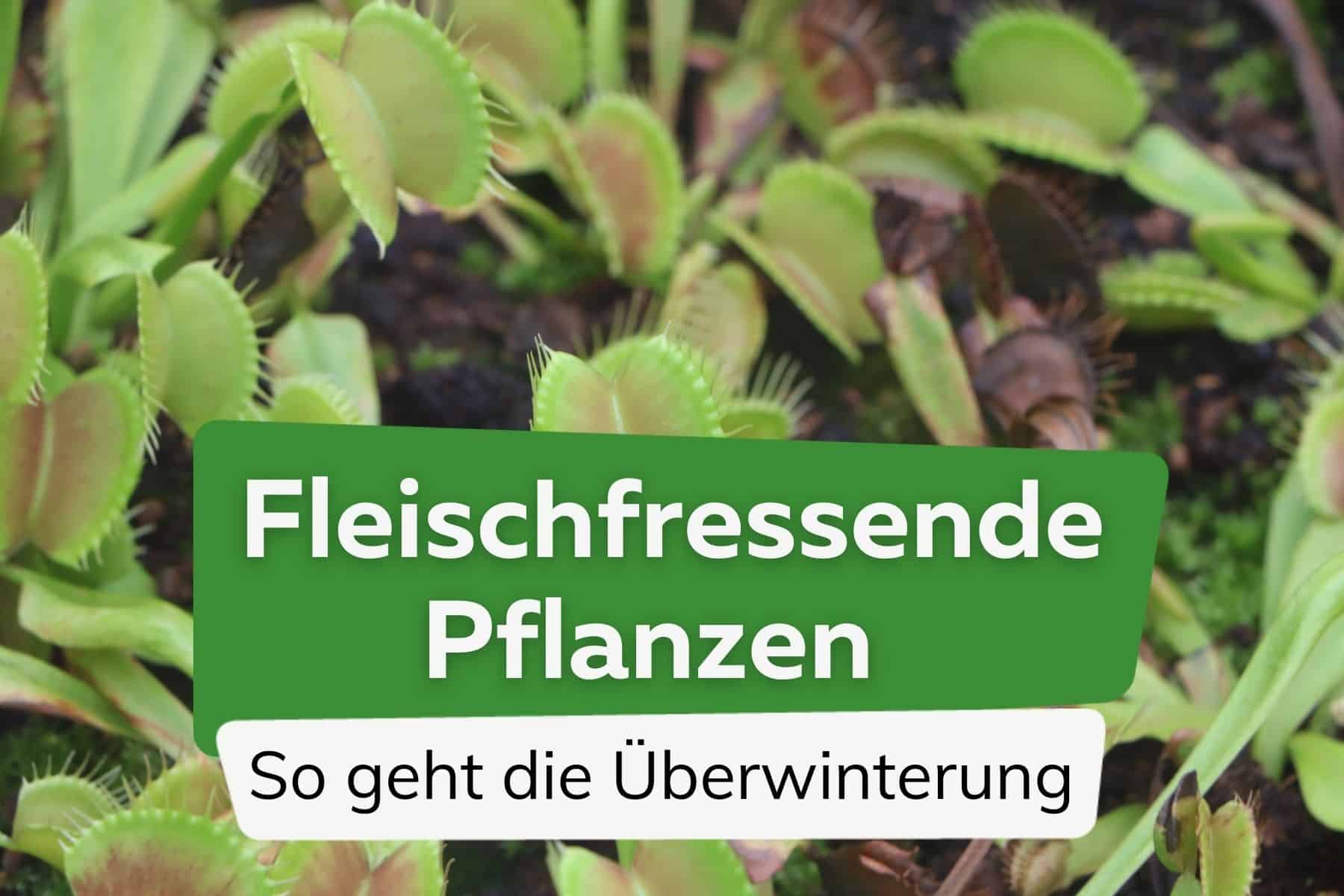 Fleischfressende Pflanzen überwintern - Pflege von Karnivoren im Winter