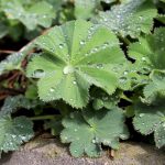 Laubblatt mit Regenwasser