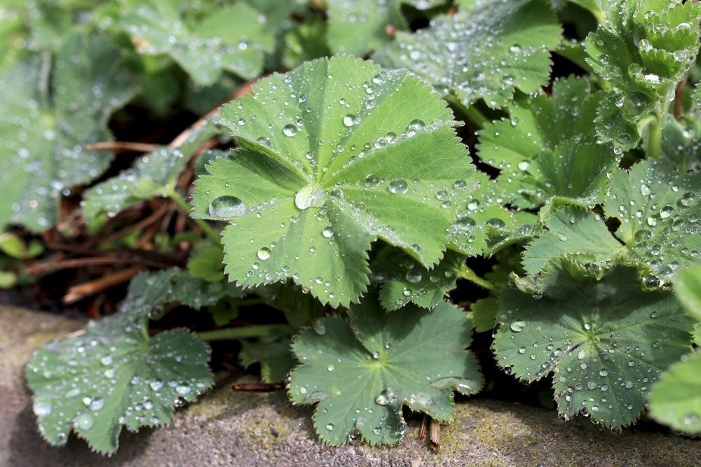 Laubblatt mit Regenwasser