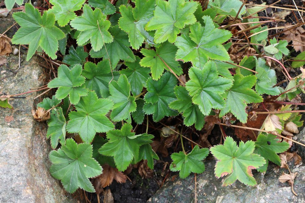 Frauenmantel Alchemilla, Stauden xanthochlora