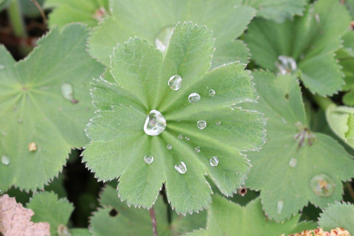 Frauenmantel mit Wassertropfen auf Blatt