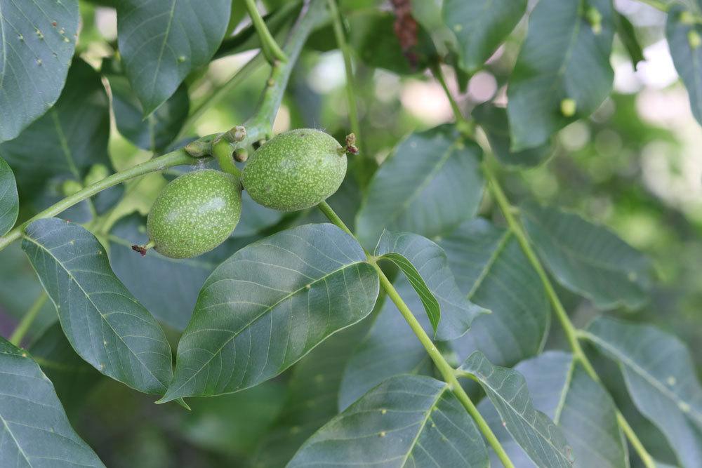 Walnussbaum mit grünen Früchten