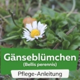 Gänseblümchen (Bellis perennis)