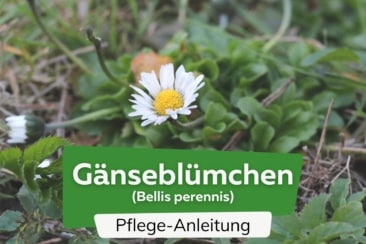 Gänseblümchen (Bellis perennis)