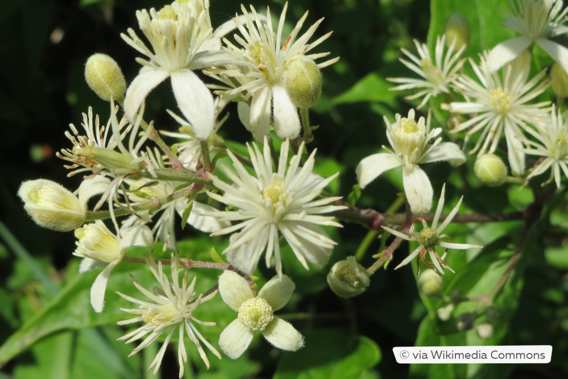 Gewöhnliche Waldrebe (Clematis vitalba)