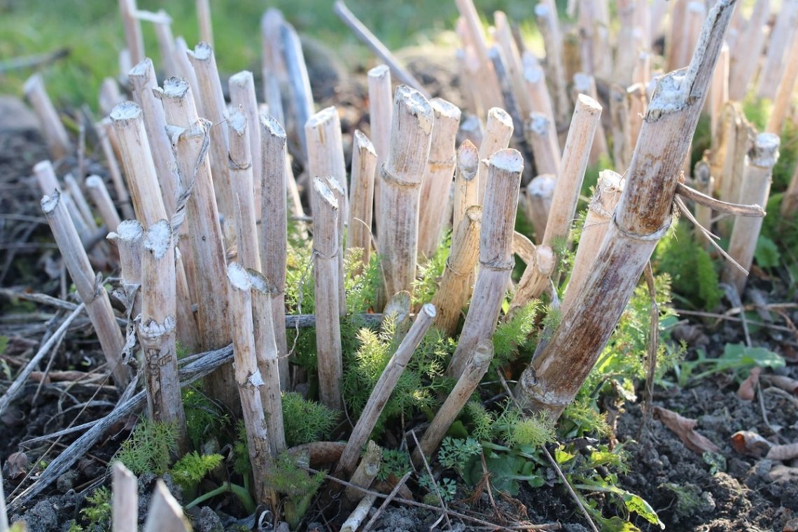 Zuürckgeschnittener Gewürzfenchel im Frühjahr