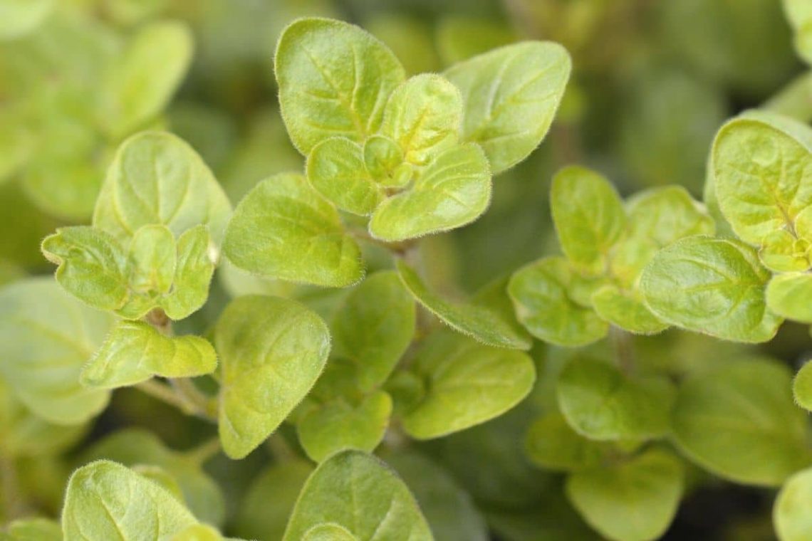 Goldoregano (Origanum vulgare 'Goldtaler')