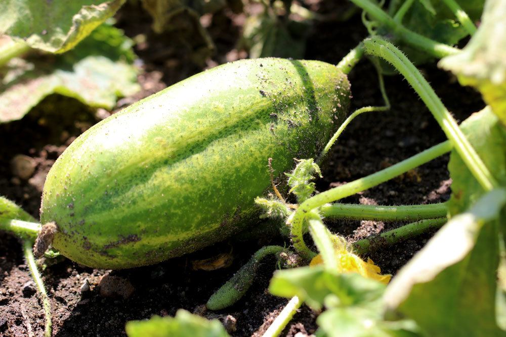 Gurke im Gartenbeet wachsend