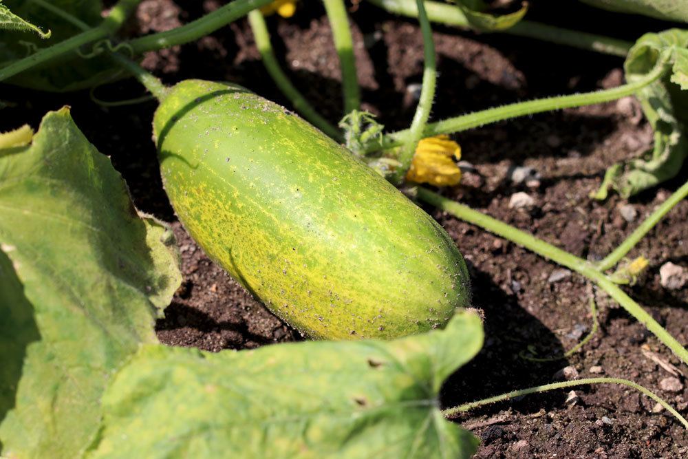 gelbe Gurke im Gemüsebeet