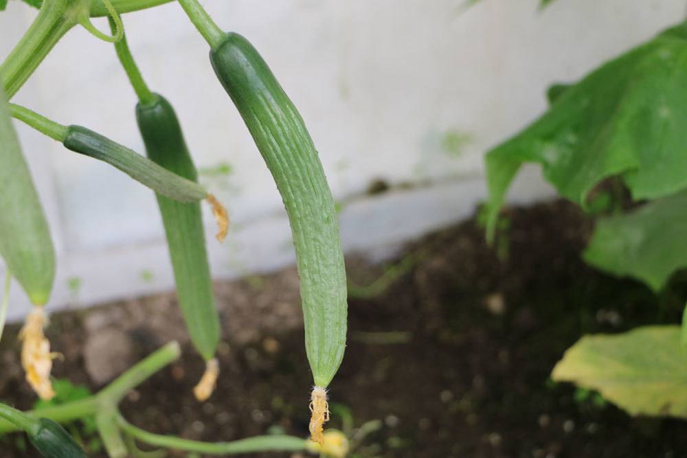 Gurken können von Schädlingen befallen werden