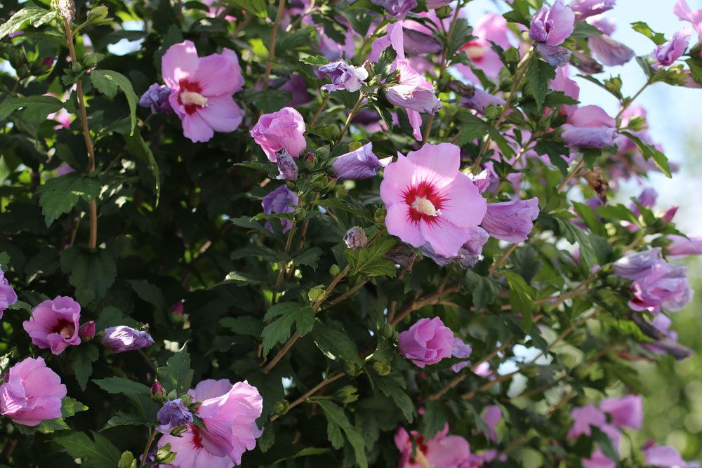 Hibiskusa auch als Hecke im Garten