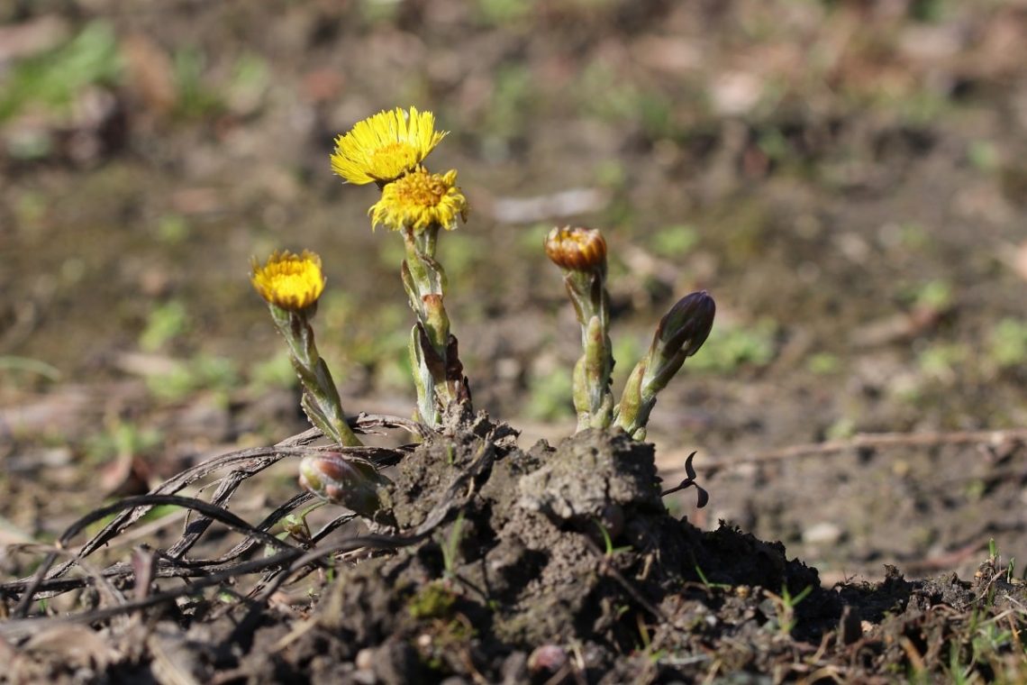 Huflattich (Tussilago farfara)