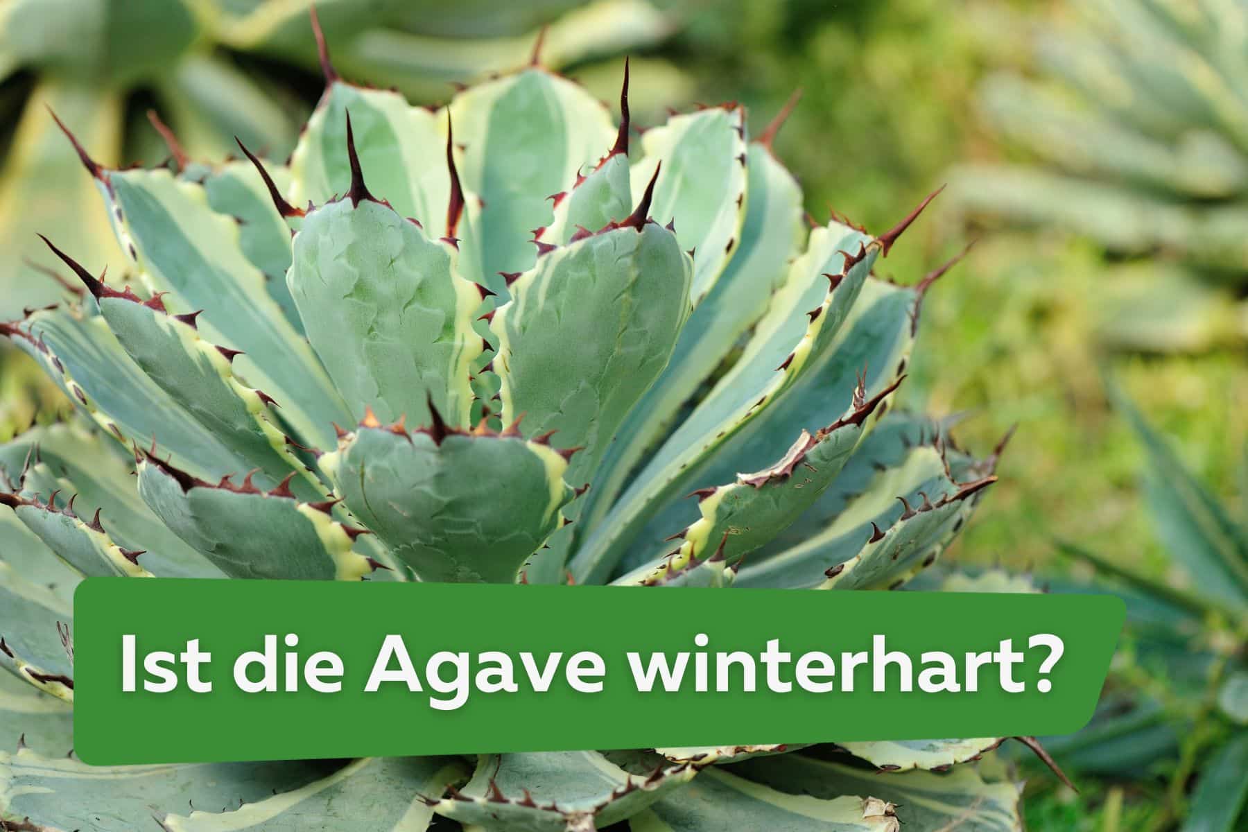 Ist die Agave winterhart? Diese Sorten vertragen Frost