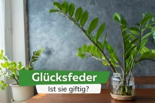 kaktus rote stacheln Ferocactus cylindraceus lecontei | Super rote Stacheln