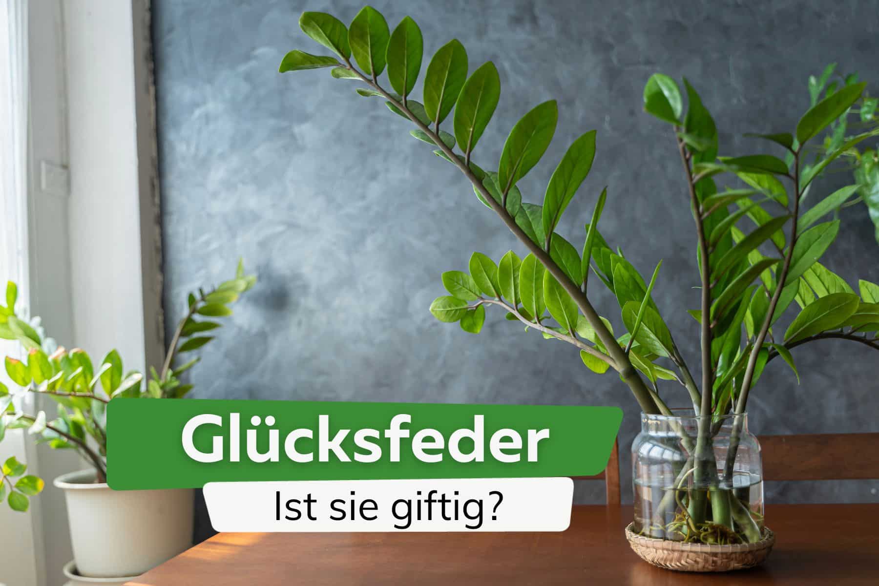 Ist die Glücksfeder giftig für Kinder und Haustiere?