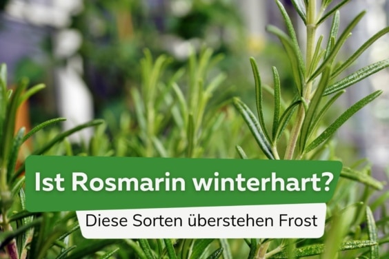 Ist Rosmarin winterhart? Diese Sorten überstehen Frost