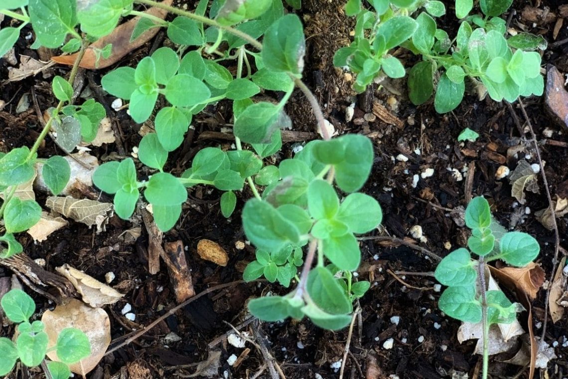 Italienischer Oregano im Beet