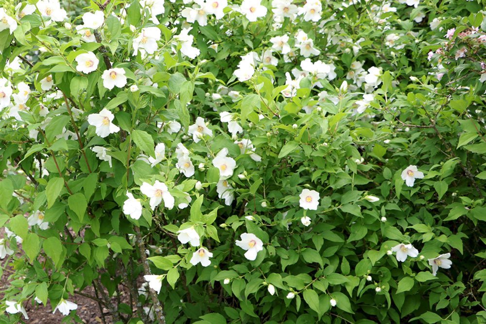 Philadelphus coronarius, Bauernjasmin