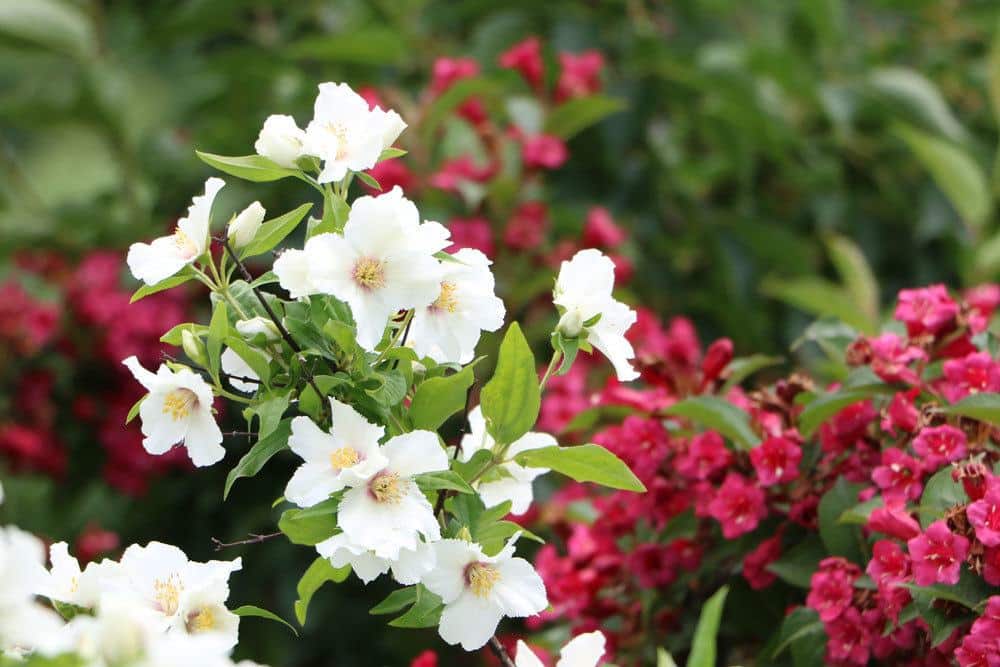 Philadelphus coronarius, Bauernjasmin