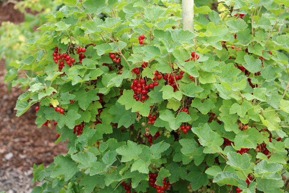 Johannisbeeren im Garten