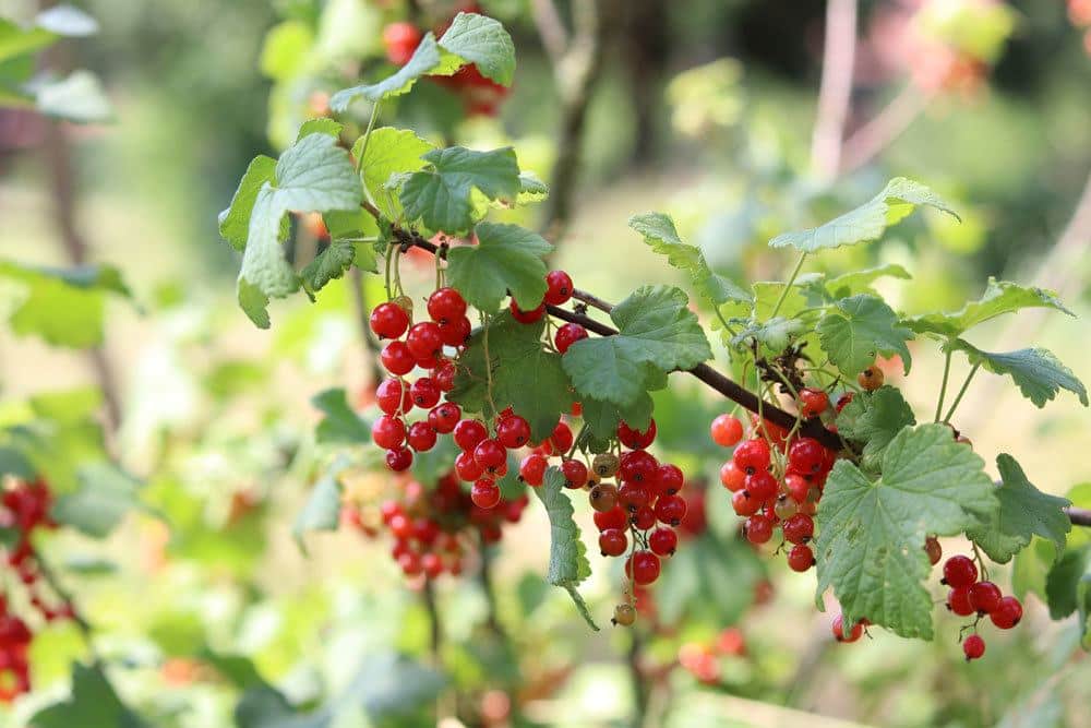 reife, rote Johannisbeeren am Strauch