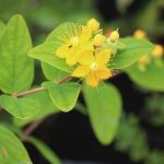 Johanniskraut, Hypericum perforatum