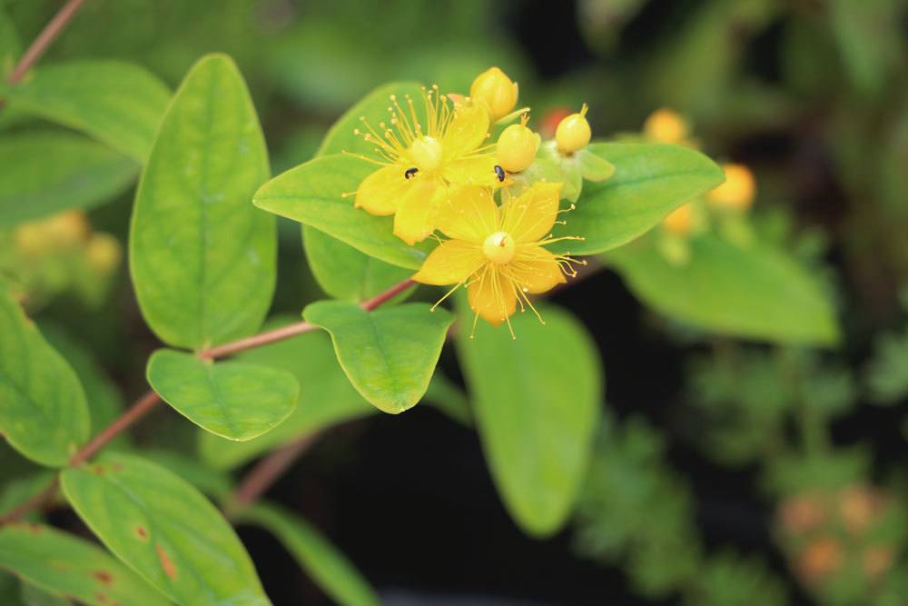 Johanniskraut, Hypericum perforatum