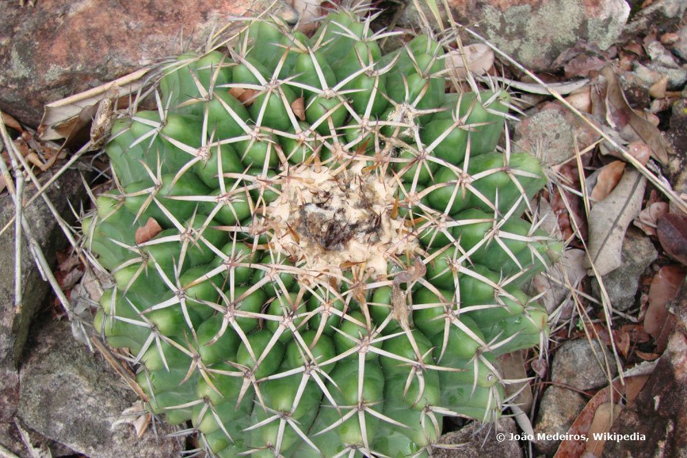 Discocactus placentiformis