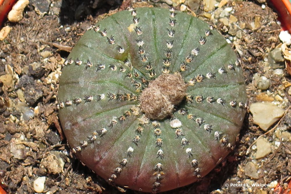 Frailea castanea