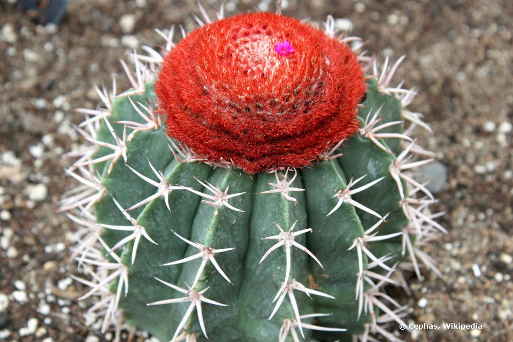 Melocactus zehntneri