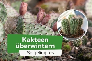 Kakteen berwintern - Wie viel Klte vertragen Kakteen?