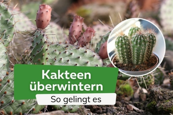 Kakteen überwintern - Wie viel Kälte vertragen Kakteen?