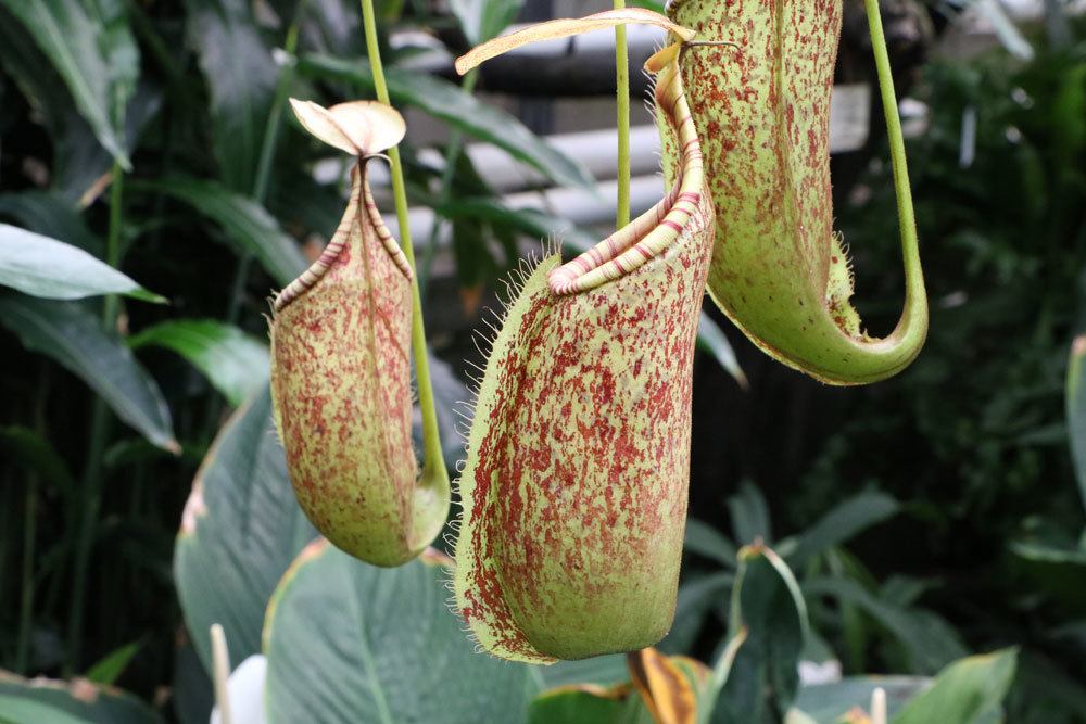 Kannenpflanzen, Nepenthes