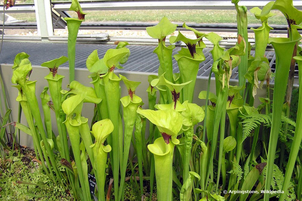 Schlauchpflanzen, Sarracenia werden auch Trompetenpflanzen genannt