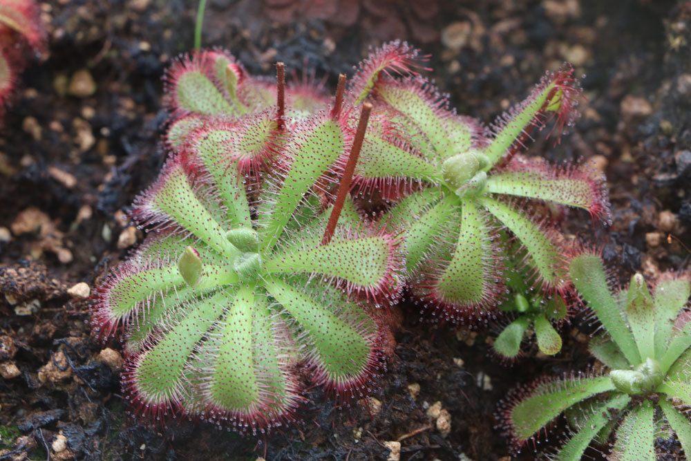 Sonnentau, Drosera