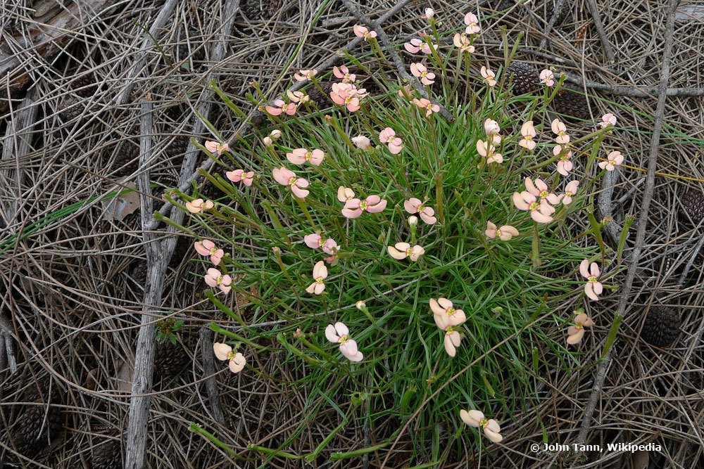 Schusspflanzen, Stylidium