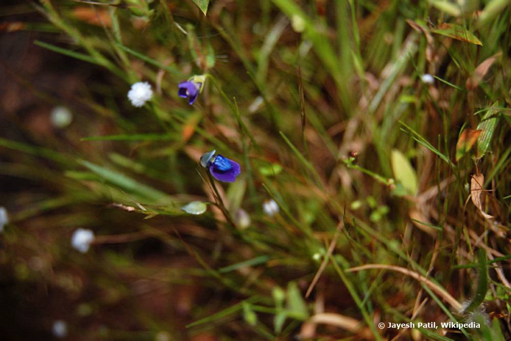 Grasartiger Wasserschlauch, Utricularia graminifolia