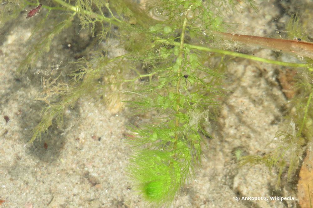 Gewöhnlicher Wasserschlauch, Utricularia vulgaris