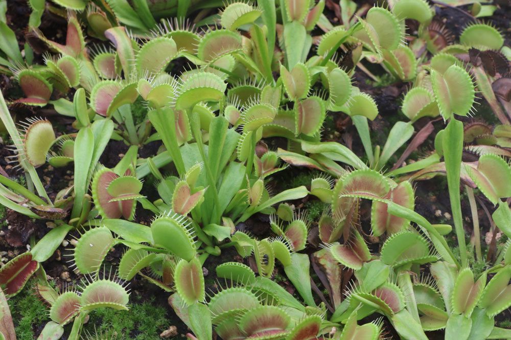 Venusfliegenfalle, Dionaea muscipula