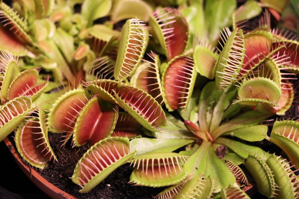 Venusfliegenfallen, Dionaea muscipula sind besondere Zimmerpflanzen