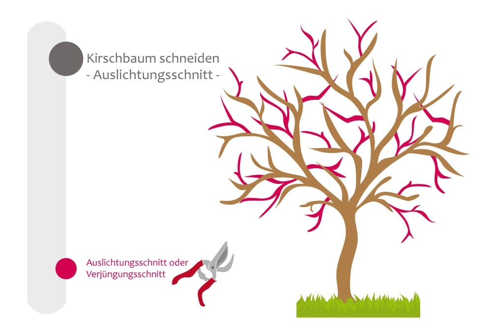 Auslichtungsschnitt am Kirschbaum vornehmen