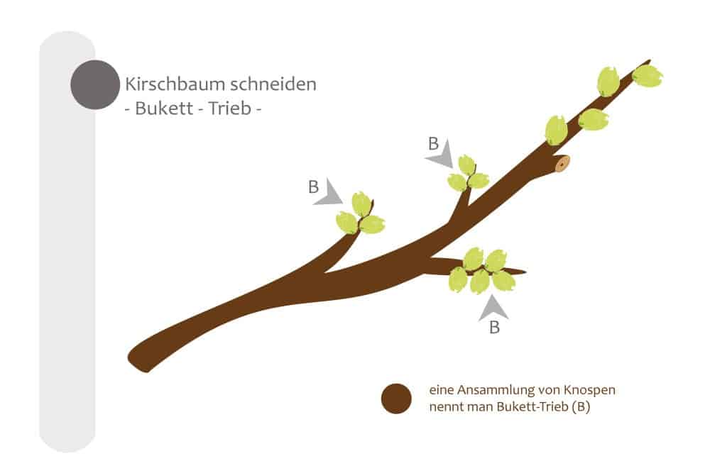 Bukett-Triebe am Kirschbaum