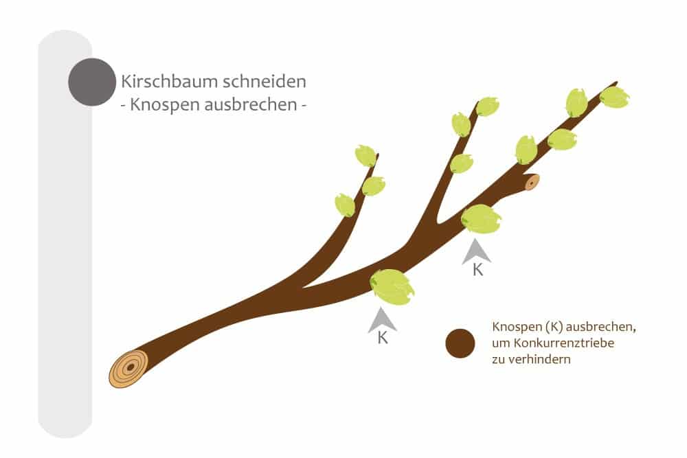 Knospen am Kirschbaum ausbrechen