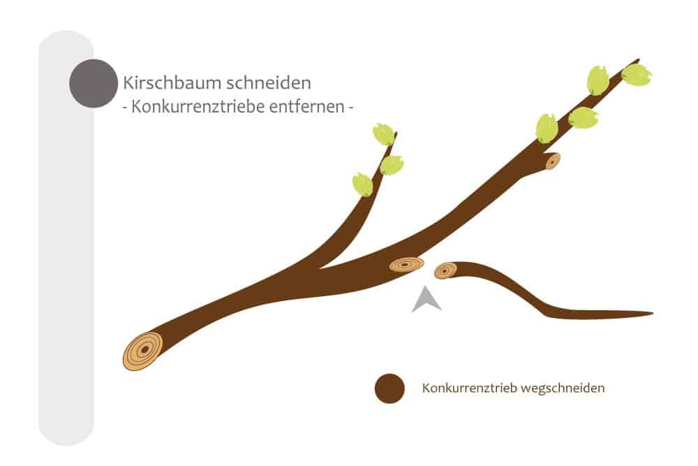 Konkurrenztriebe am Kirschbaum entfernen