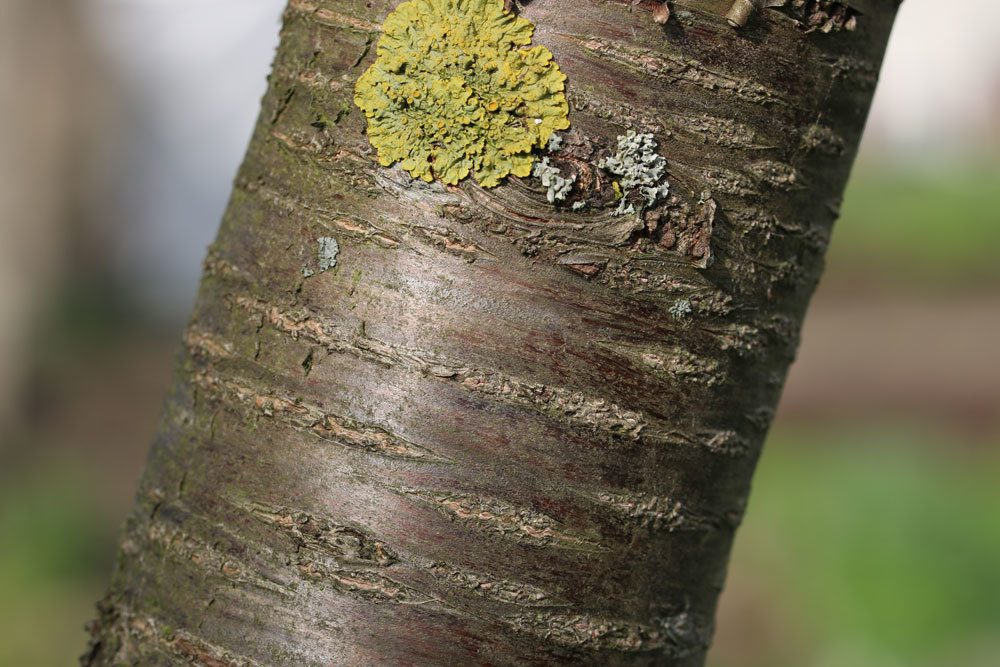 Prunus cerasus, Sauerkirsche