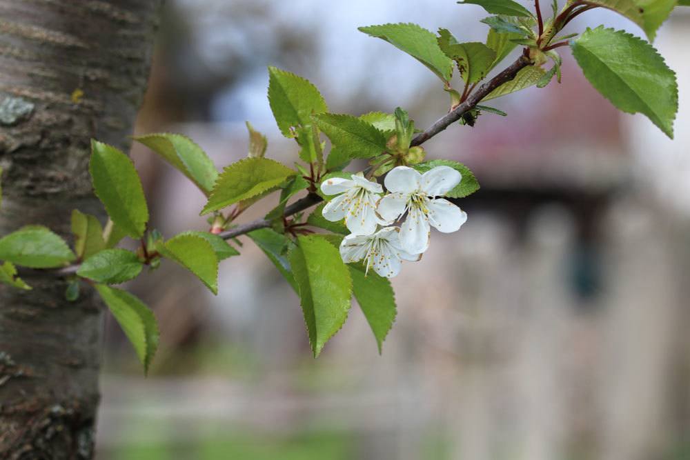 Prunus cerasus, Sauerkirsche