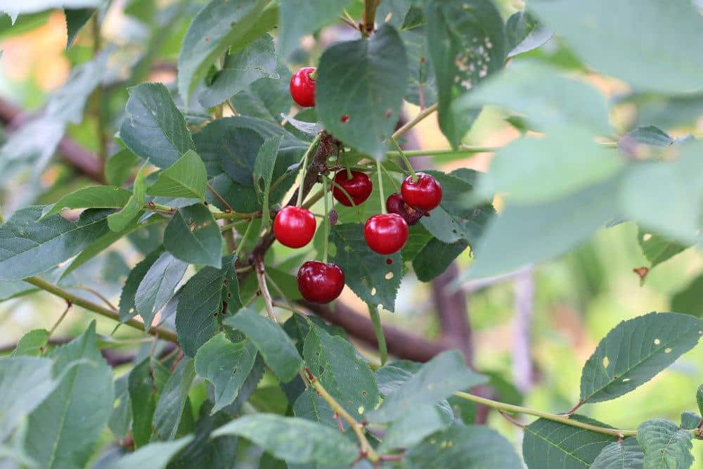 Prunus cerasus, Sauerkirsche