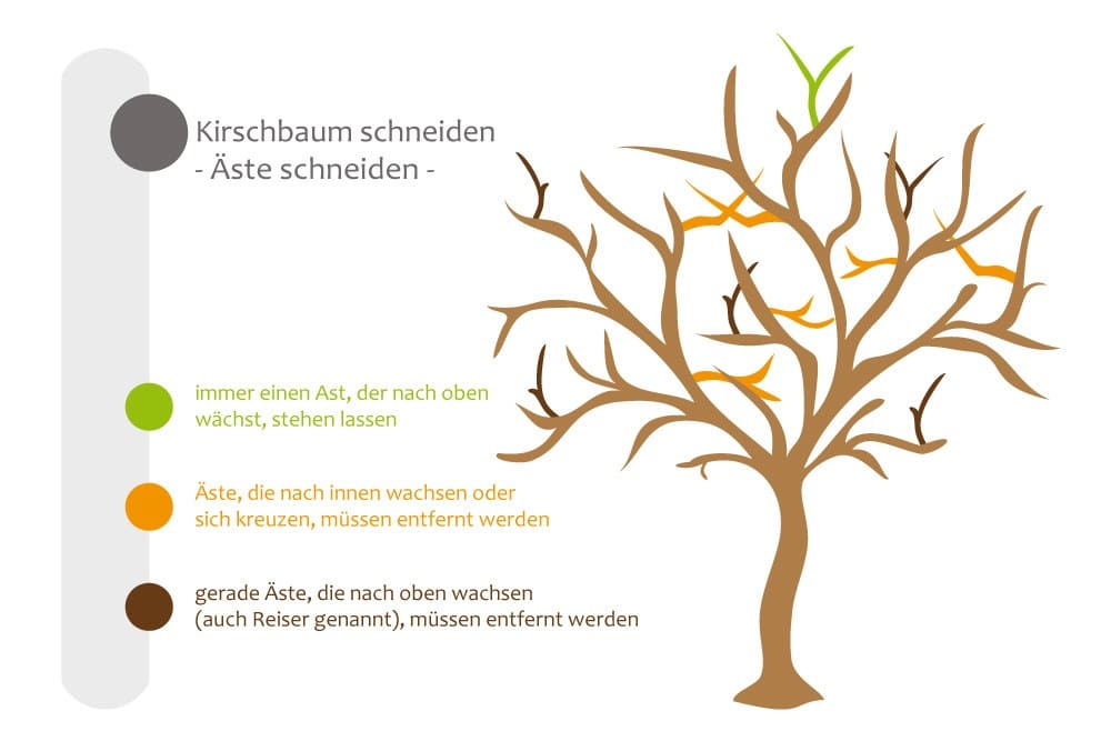 Äste am Kirschbaum schneiden