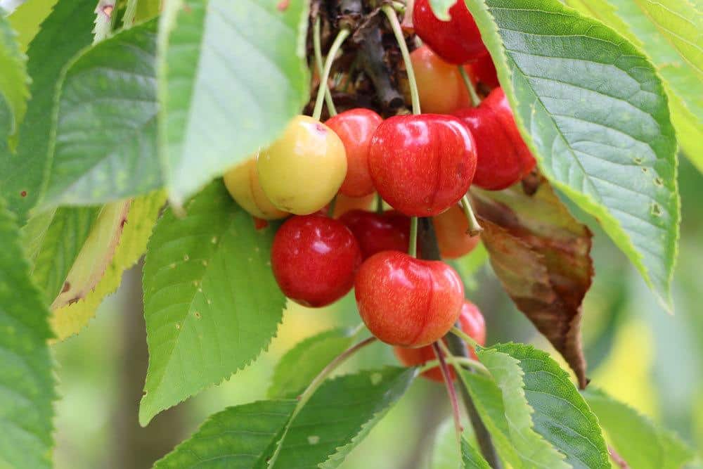 Prunus avium, Vogel-Kirsche, Süßkirsche