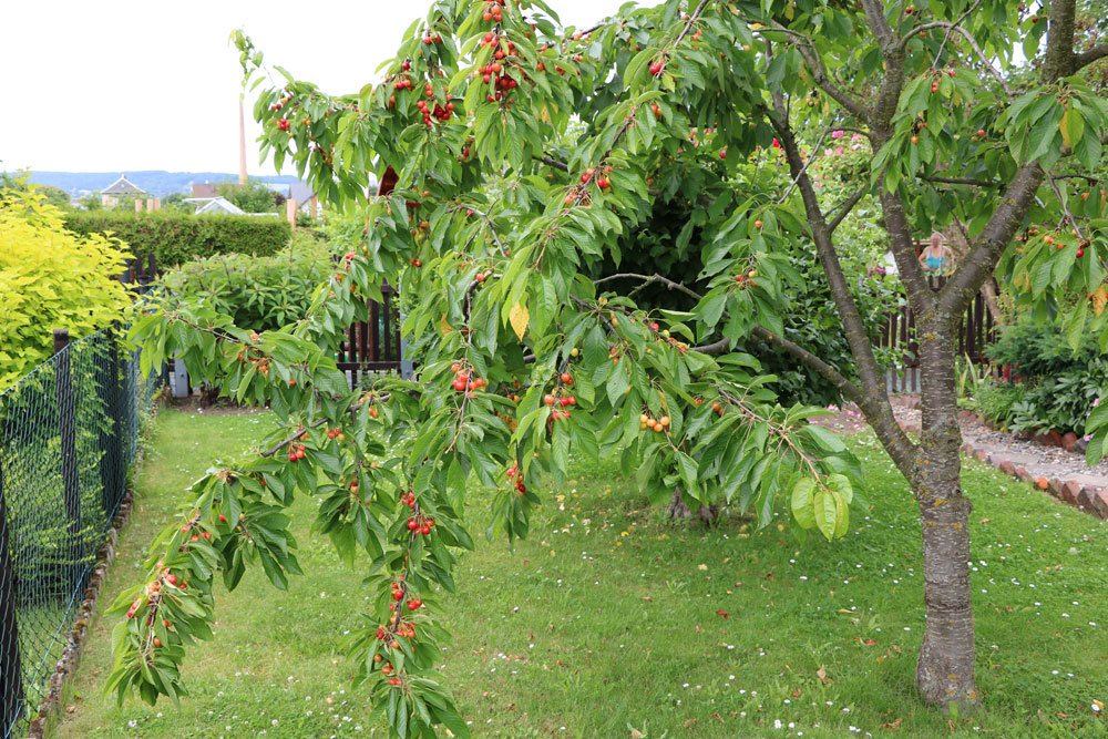 Prunus avium, Süßkirsche richtig schneiden